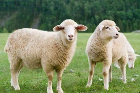 娱乐吃瓜酱羊羊