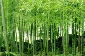 娱乐吃瓜酱竹子的生长速度