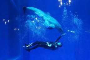 一线吃瓜娱乐圈海底见月,一线“吃瓜”达人海底探月奇遇记